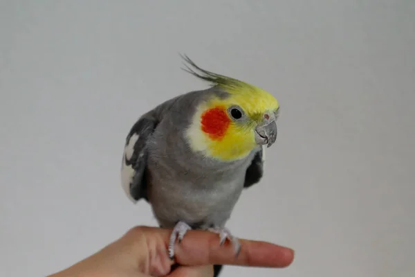 A male tame Cockatiel sits on a Finger — стокове фото