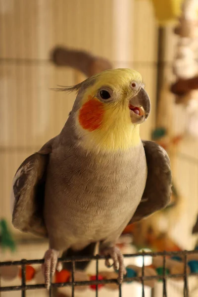 Um Cockatiel macho sentado na entrada da gaiola — Fotografia de Stock