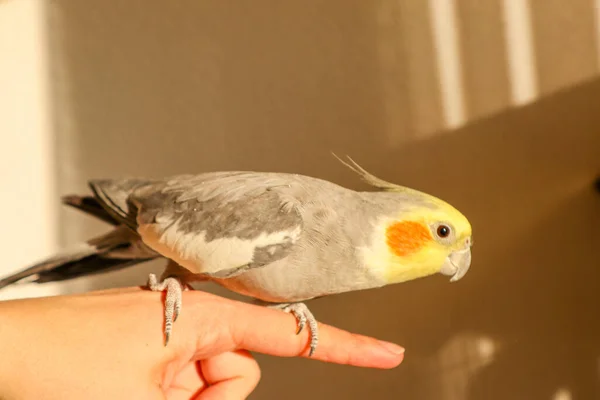 Un macho gris domesticado Cockatiel sentado en un dedo —  Fotos de Stock