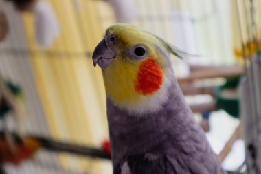 Bir erkek evcil Cockatiel kafeste oturuyor ve kameraya bakıyor.