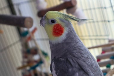 Bir erkek evcil Cockatiel kafeste oturuyor ve kameraya bakıyor.