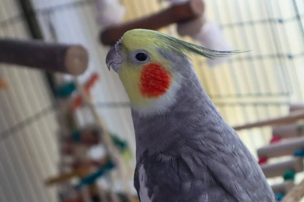 Un Cockatiel mâle apprivoisé assis dans une cage et regardant vers la caméra — Photo