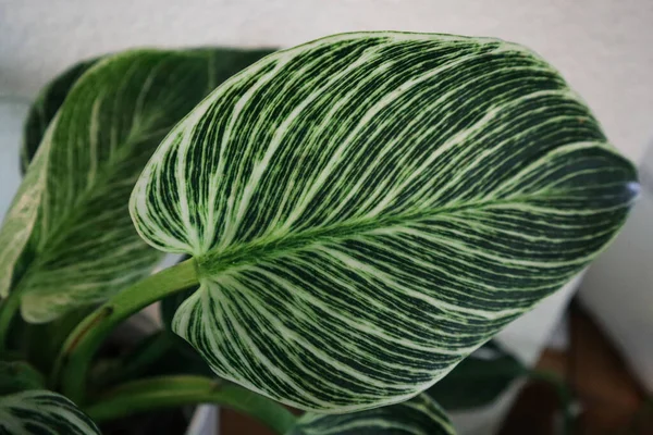 Una hoja verde grande con rayas claras —  Fotos de Stock