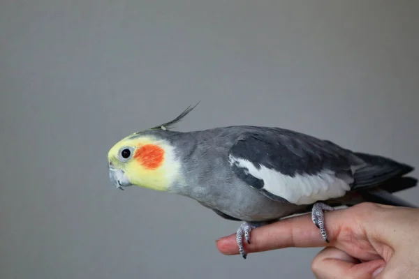 Un macho domesticado Cockatiel se sienta sobre un dedo mirando a la izquierda —  Fotos de Stock