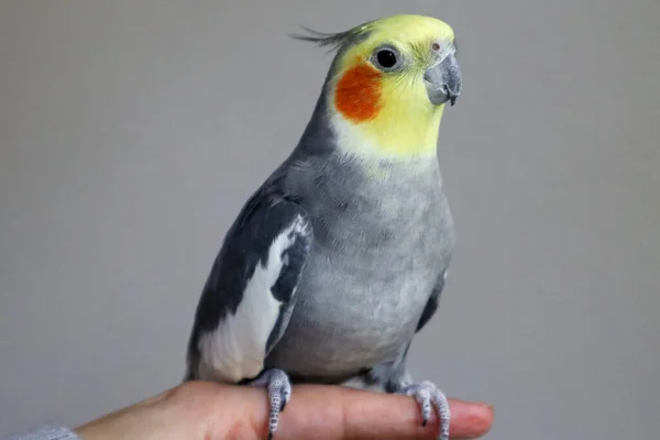 Un macho domesticado Cockatiel se sienta en un dedo en el centro de la imagen y mira a la derecha —  Fotos de Stock