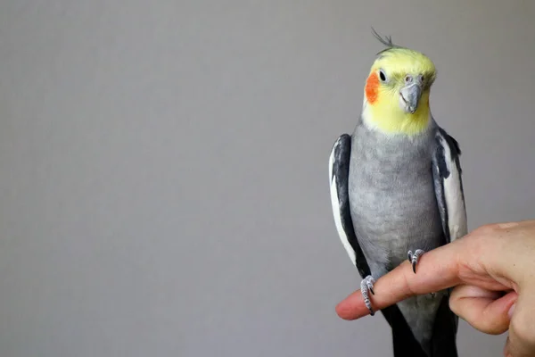 Ein männlicher, zahmer Nymphensittich sitzt aufrecht auf einem Finger und schaut rechts herum — Stockfoto