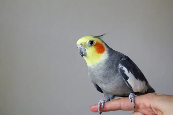 Un macho domesticado Cockatiel se sienta en un dedo mirando a la izquierda —  Fotos de Stock