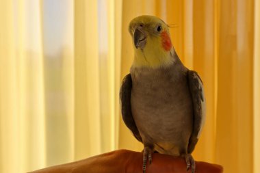 Erkek bir Cockatiel sarı arka planı olan bir parmağın üzerinde oturuyor.