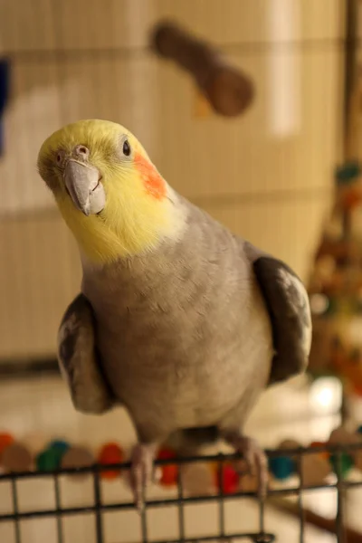 A male Cockatiel sitting on the Cage Entry — Stock Photo, Image