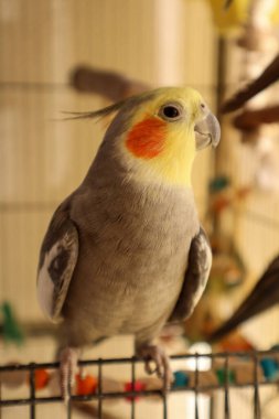 Bir Cockatiel Nemficus kafeste oturuyor Giriş ve tek gözle izliyor