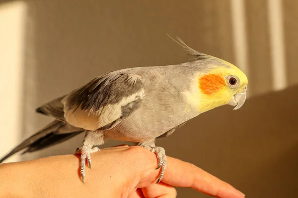 Un Cockatiel gris manso con una cabeza amarilla y mejillas anaranjadas sentadas en un dedo —  Fotos de Stock