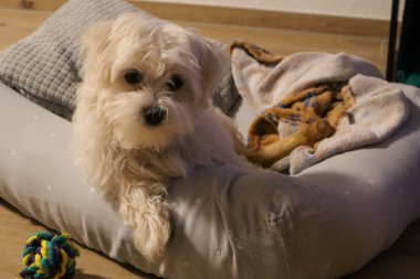 Maltalı bir köpek yavrusu yatağında oturuyor ve bakıyor.