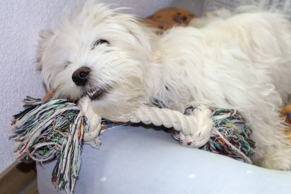 Um cachorro maltês brincando com um brinquedo de corda — Fotografia de Stock