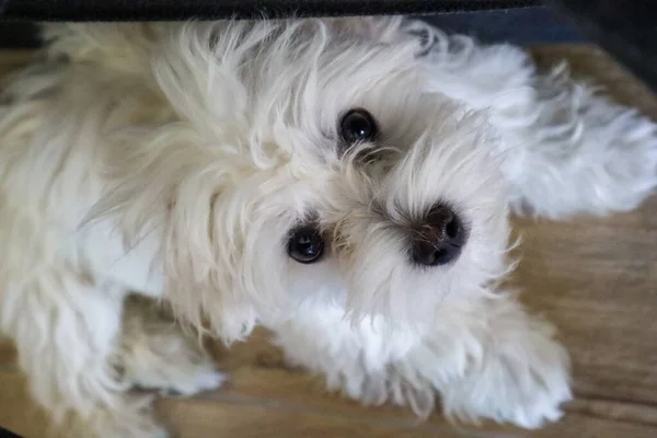 Un chiot maltais couché et levant les yeux par terre — Photo