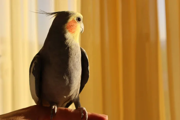 Un Cockatiel mâle gris apprivoisé assis sur un doigt devant un rideau jaune — Photo