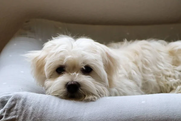 Um jovem cão maltês deitado em sua cama e olhando sobre o pensionista — Fotografia de Stock