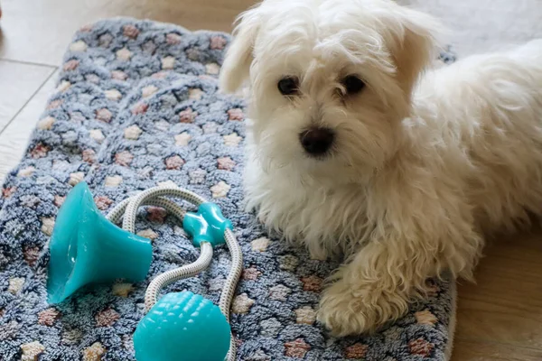 Um cachorro jovem deitado em um tapete e brincando — Fotografia de Stock