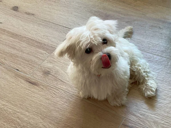 Čtyřměsíční maltské štěně sedí na podlaze a olizuje s jazykem na nose — Stock fotografie