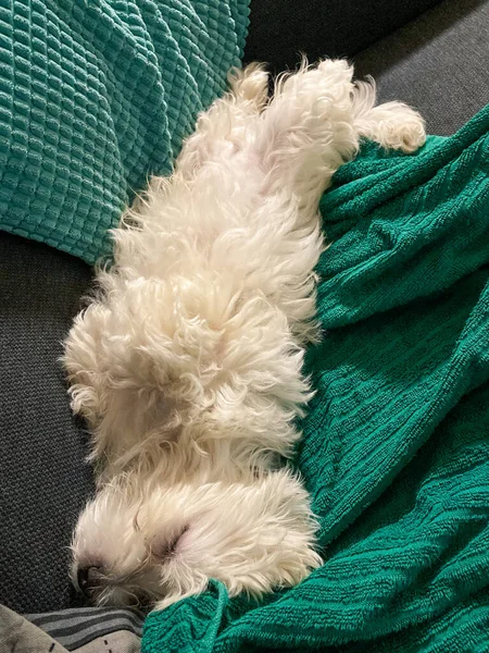 Mladý maltský pes ležící klidně na zádech na ručníku a spící nohy nahoru — Stock fotografie