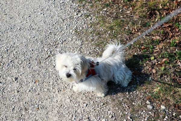 A maltese dog puppy on a walk on a path, sitting on the ground on a rope — Foto de Stock