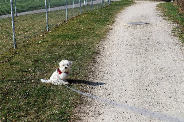 Maltalı bir köpek yavrusu ipte yürüyor.