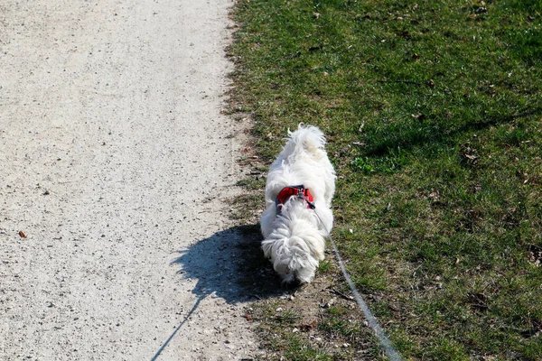 A maltese dog puppy walking an a path on a rope — Foto de Stock