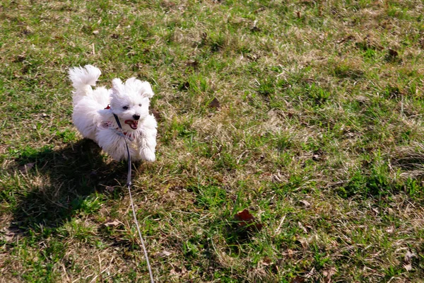 A young 4 month old Maltese Dog running on a field — Foto de Stock