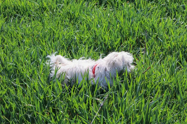 One Young Month Old Maltese Dog Jumping Green Grass — Foto de Stock