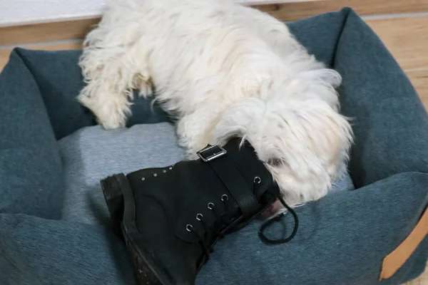 One Maltese Dog Puppy Catched Stealing Shoe — Stock Photo, Image