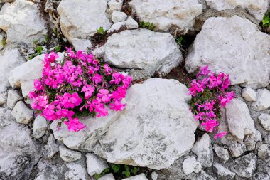 Taş bir duvarda yetişen Pembe Çiçekler