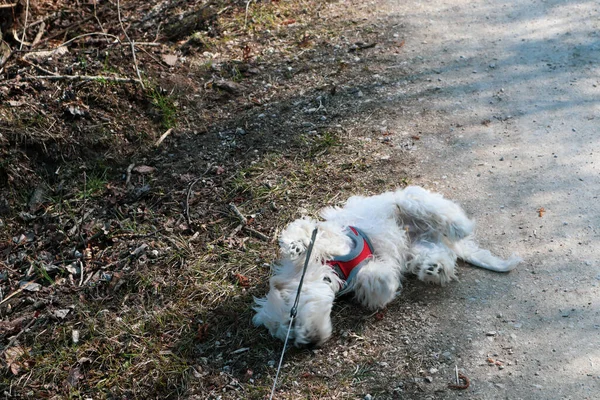 One Maltese Dog Puppy Rolling Path Walk — Foto de Stock