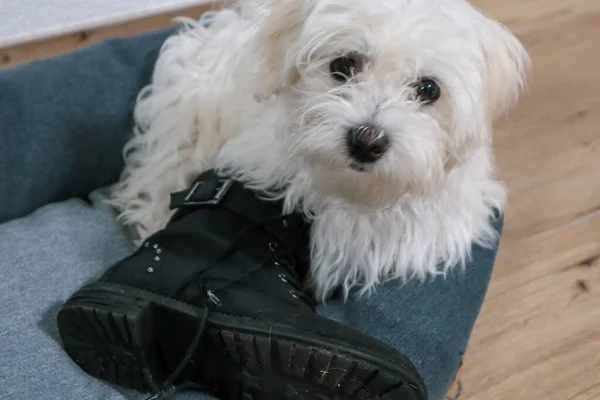 Cachorro Maltés Atrapado Robando Zapato — Foto de Stock