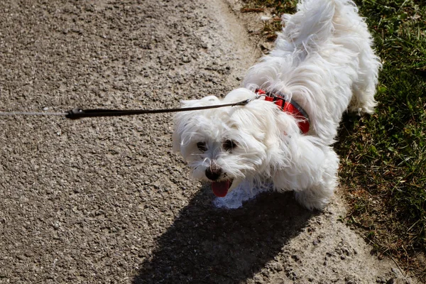 Cachorro Perro Maltés Esperando Cuerda Paseo — Foto de Stock