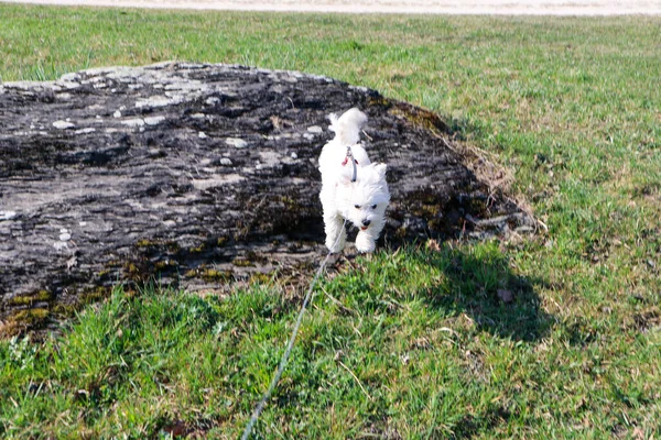 One maltese dog puppy jumping from a stone at a walk