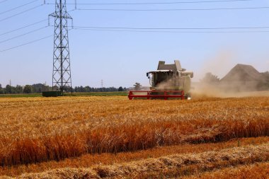 Wangen, İsviçre, 20. Haziran 2022: Mısır tarlasında hasat makinası.
