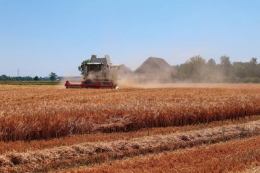 Wangen, İsviçre, 20. Haziran 2022: Mısır tarlasında hasat makinası.