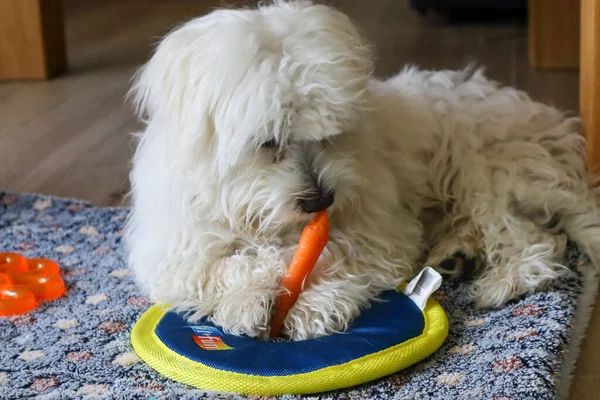 A young Maltese Dog chewing on a Carrot.