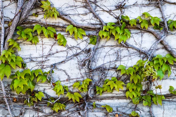 Vahşi Üzümler Beton Duvarda Yetişir — Stok fotoğraf