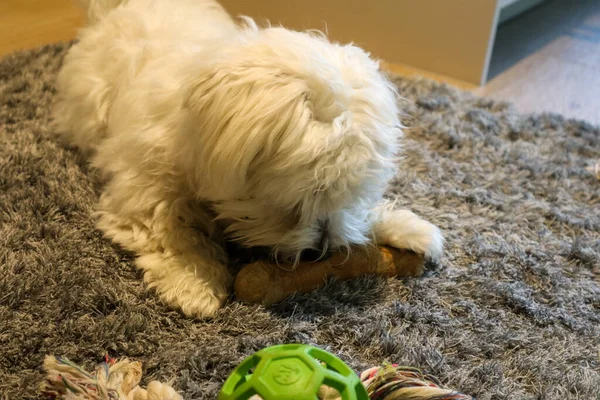 Young Maltese Dog Chewing Wooden Stick — Stockfoto