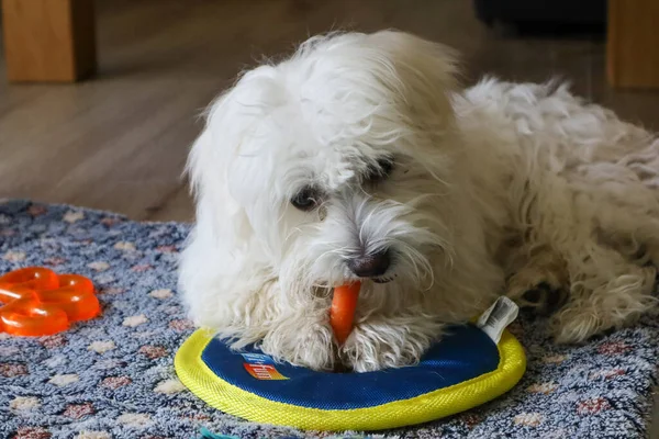A young Maltese Dog chewing on a Carrot.