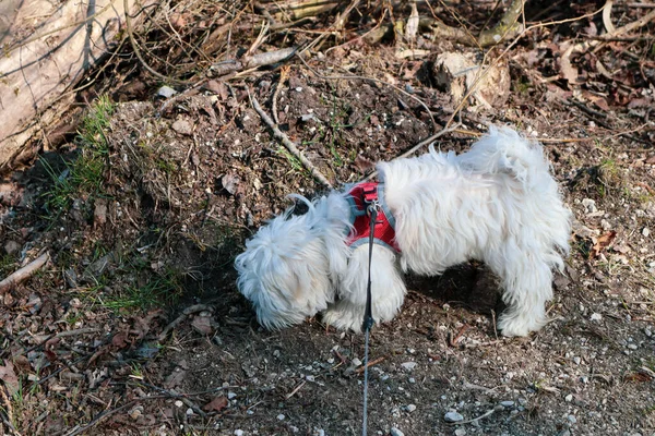 Month Old Maltese Dog Puppy Walking Path Rope — Foto de Stock