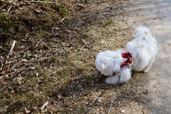 One Maltese Dog Puppy Playing Path Walk — Foto de Stock