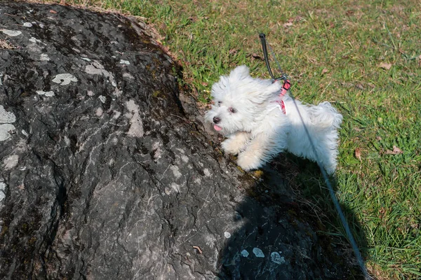 One Maltese Dog Puppy Jumping Stone Walk — Foto de Stock