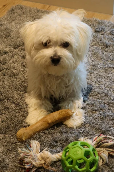 Jovem Cão Maltês Mastigar Pau Madeira — Fotografia de Stock