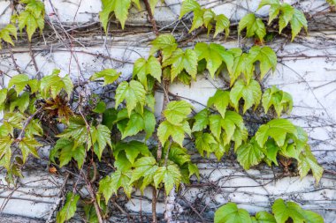 Vahşi üzümler beton duvarda yetişir.