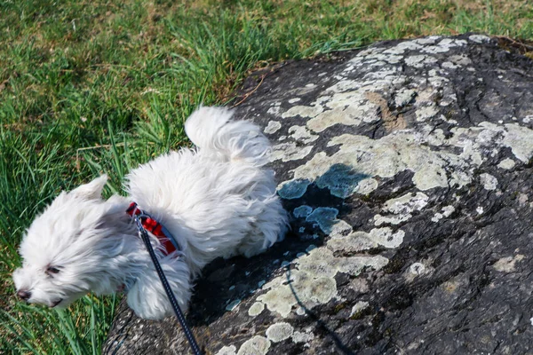 Cachorro Perro Maltés Saltando Una Piedra Paseo — Foto de Stock