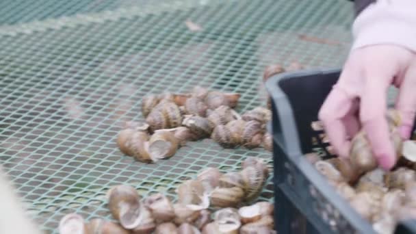 Woman Preparing Snails French Restaurant — стоковое видео