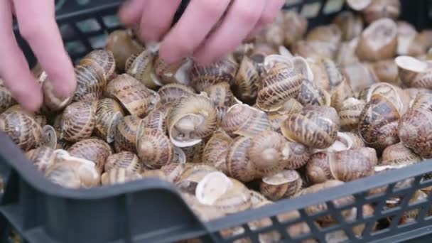 Close Man Doing Quality Check Snails Placed Box Waiting Delivered — Vídeo de Stock