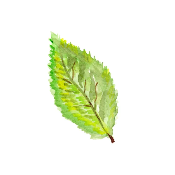 Green Drawing Watercolor Isolated Leaf White Background — Stock Fotó