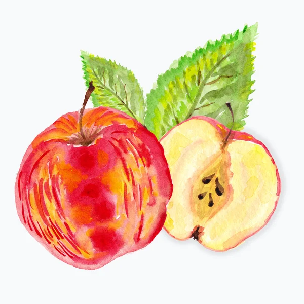 Hellroter Und Gelber Apfel Geschnittener Apfel Mit Knochen Blüten Blättern — Stockfoto
